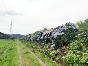 その他活動